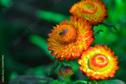 yellow flower with background