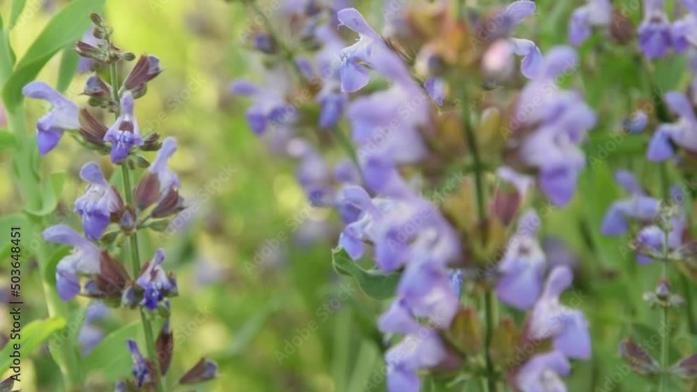 Blossom sage plant close up view, officinal herbs, gardening concept. Nature detail in delicate pastel colors
Blossom sage plant close up view, officinal herbs, gardening concept. Nature detail in delicate pastel colors