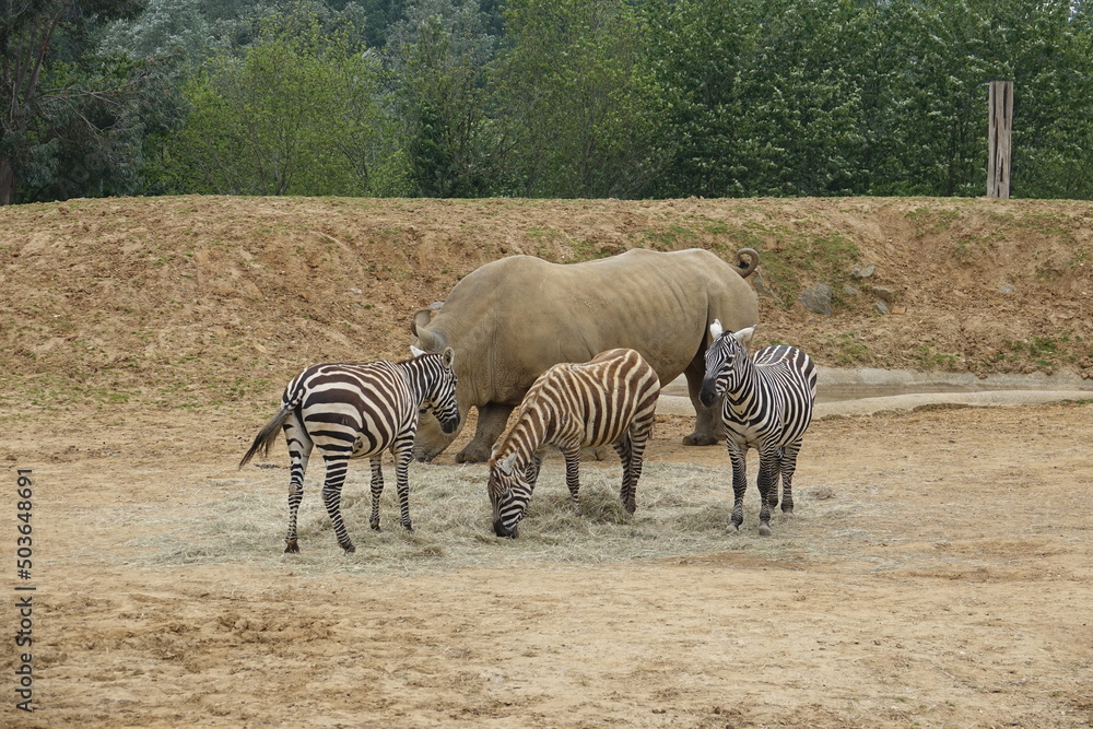 Obraz premium Zoo Animals