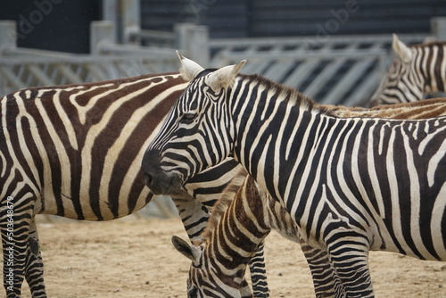 Zoo Animals