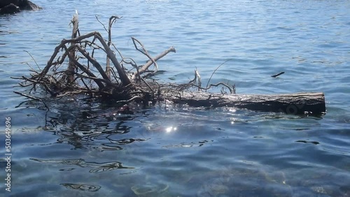 Video clip of old tree gently floating in ocean with Castel dell Ovo in distance, Megaride island, Santa Lucia, Naples, Italy.  photo