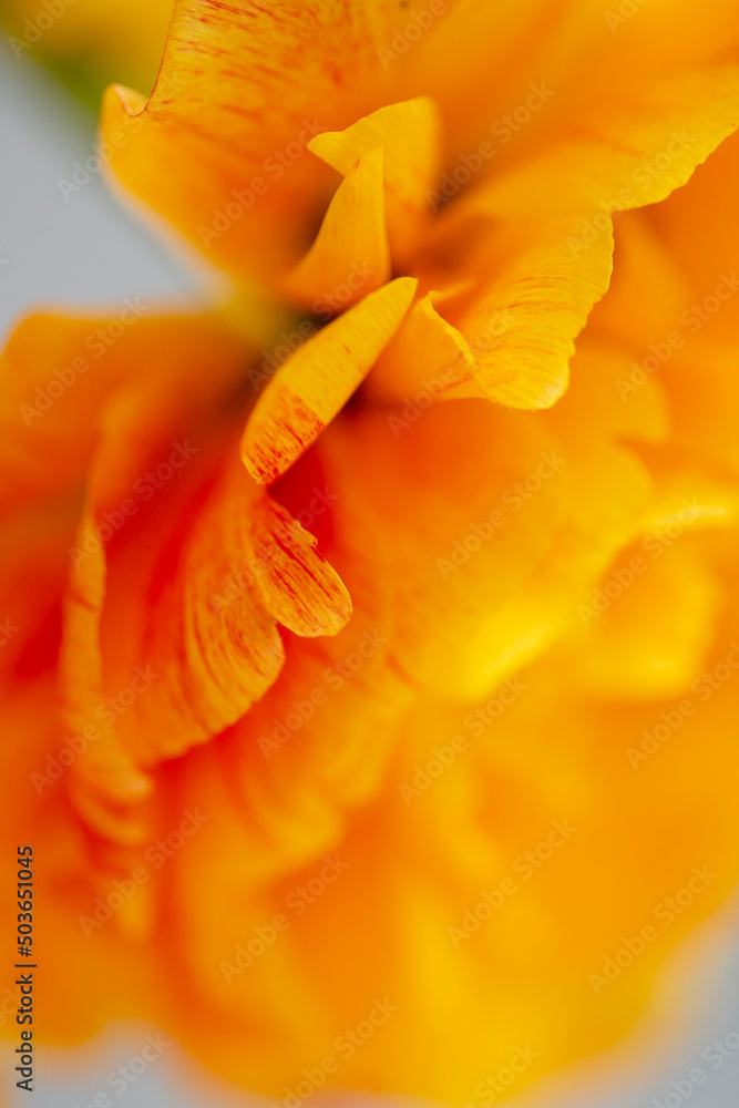 Bright yellow orange double peony tulips macro, close-up Bright yellow orange double peony tulips macro, close-up