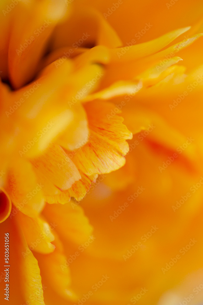Bright yellow orange double peony tulips macro, close-up Bright yellow orange double peony tulips macro, close-up