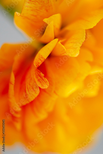 Bright yellow orange double peony tulips macro, close-up