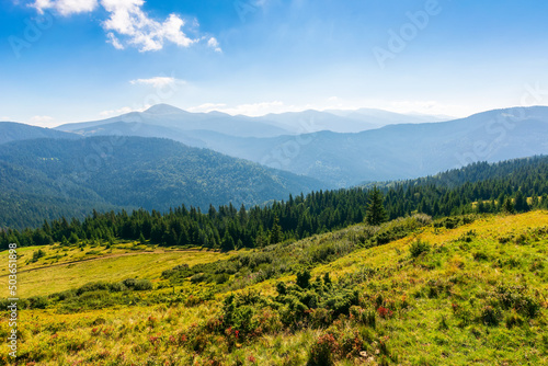 summer mountain landscape in morning light. hoverla peak of in the distance. blue sky with clouds. grassy meadows and forested hills. beautiful views of chornohora ridge of carpathians, ukraine