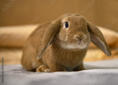 Fawn dwarf ram rabbit at home