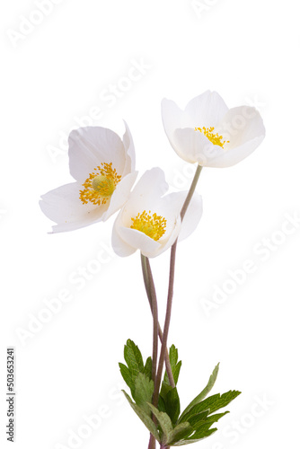 beautiful white hellebore flowers isolated