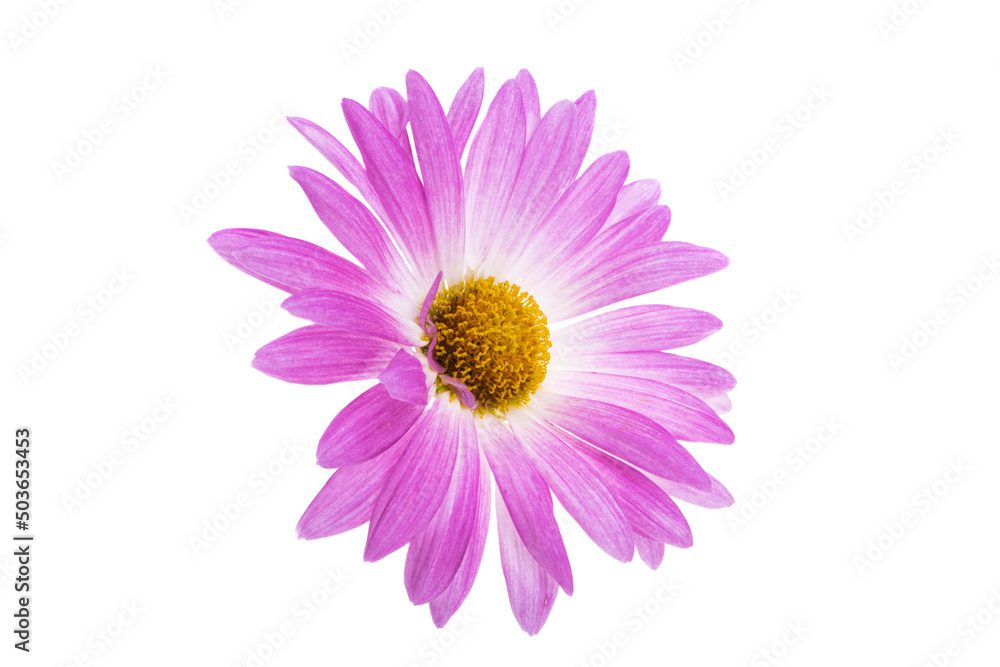 chrysanthemum isolated