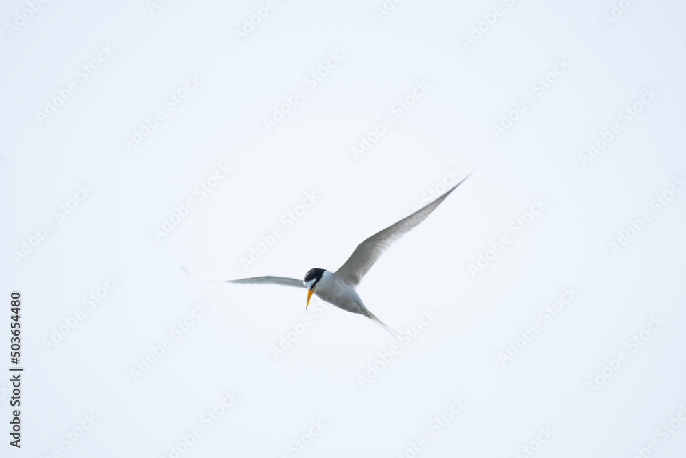 Obraz premium Little tern hovering in blue sky