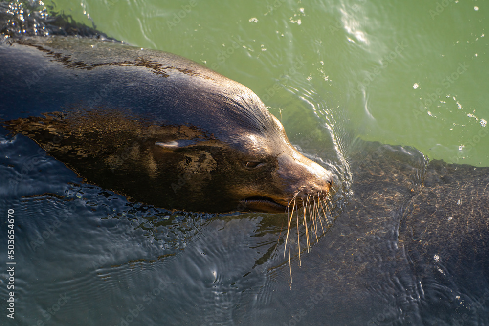 Obraz premium Sea ​​lion diving underwater. Sea lion in natural habitat.