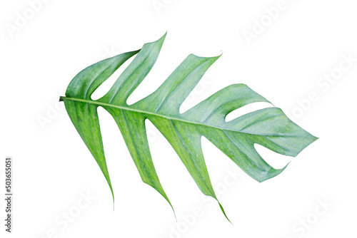 Monstera pinnatipartita leaf isolated on white background