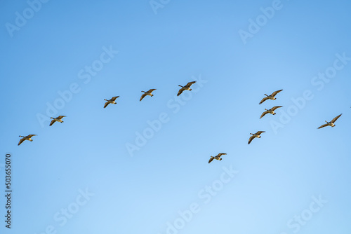A flock of Canadian geese flying in the sky.  © Olga
