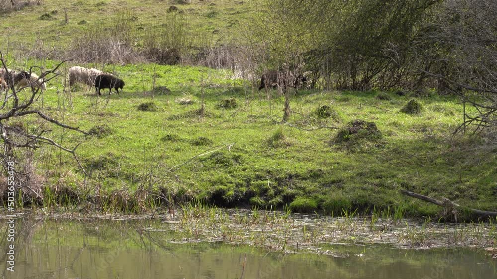 a flock of sheep on a sunny spring day on the bank of the river, grazing sheep, sheep