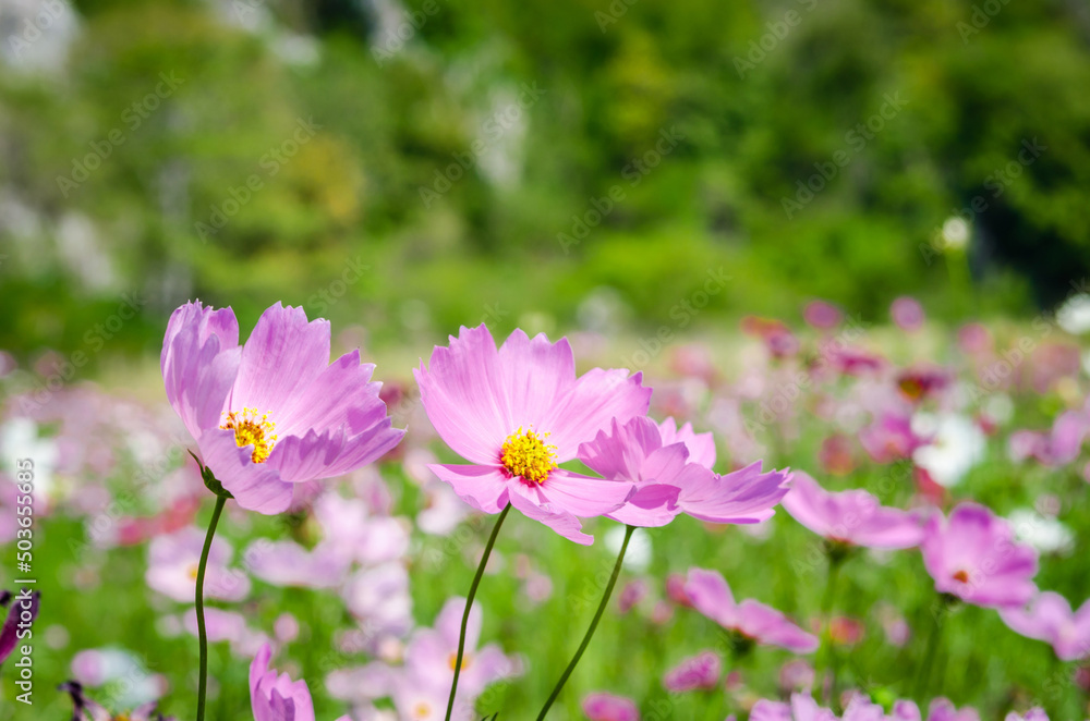 Cosmos flower face to sunrise in field Cosmos flower face to sunrise in field