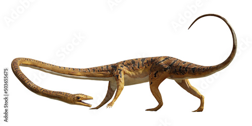 Tanystropheus, extinct reptile from the Middle to Late Triassic period, isolated on white background  © dottedyeti