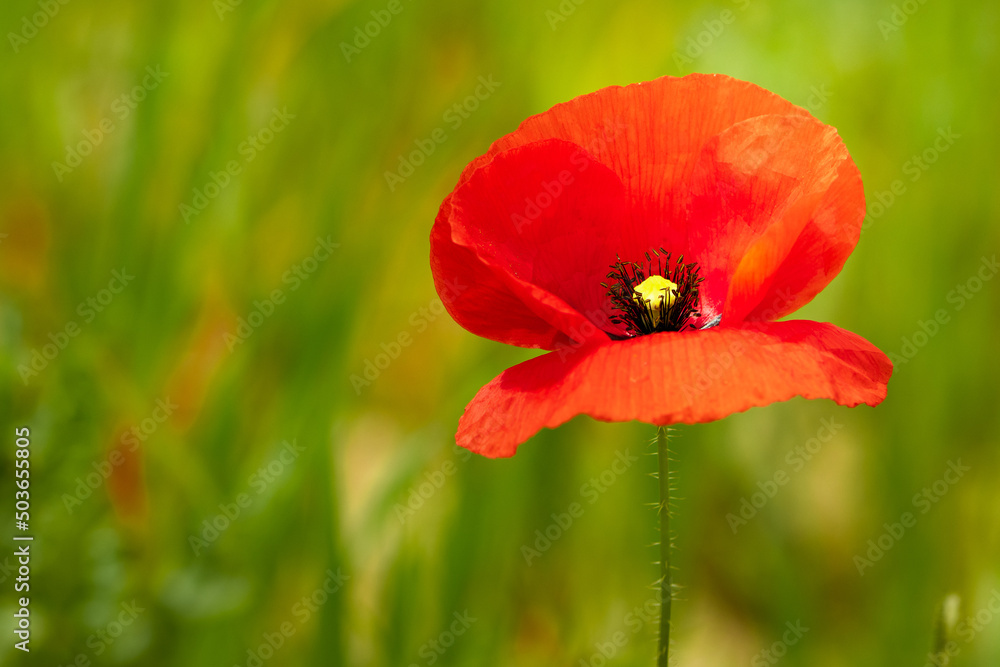 red Papaver apulum flower in macro with defocused green herbs background red Papaver apulum flower in macro with defocused green herbs background