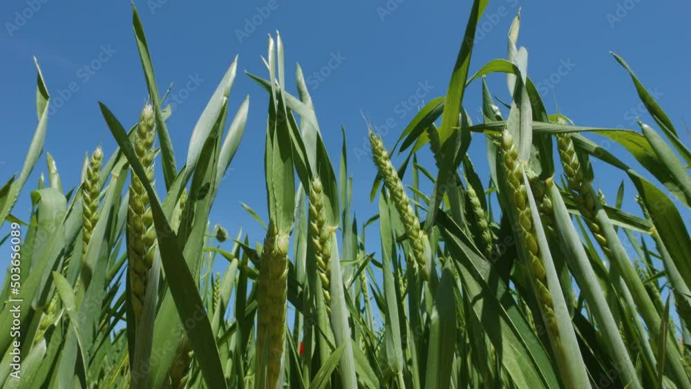 Low angle view of green wheat grass blowing with the wind in meadow, slow motion. Close up Low angle view of green wheat grass blowing with the wind in meadow, slow motion. Close up
