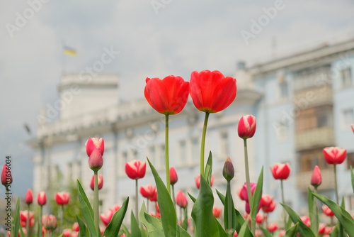 Two big red tulips in a city park at foreground.