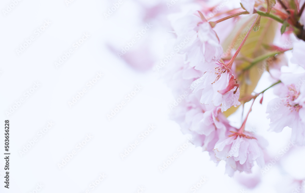 Beautiful pink flowers in spring