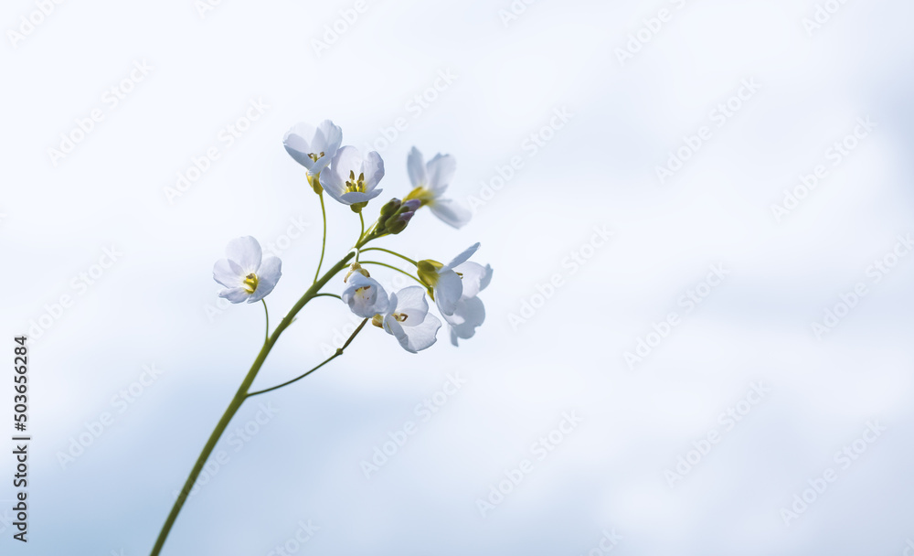 White small flower on a blue background