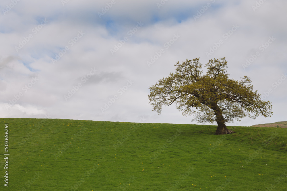 big lonely oak tree on a green meadow against the cloudy blue sky. big lonely oak tree on a green meadow against the cloudy blue sky.