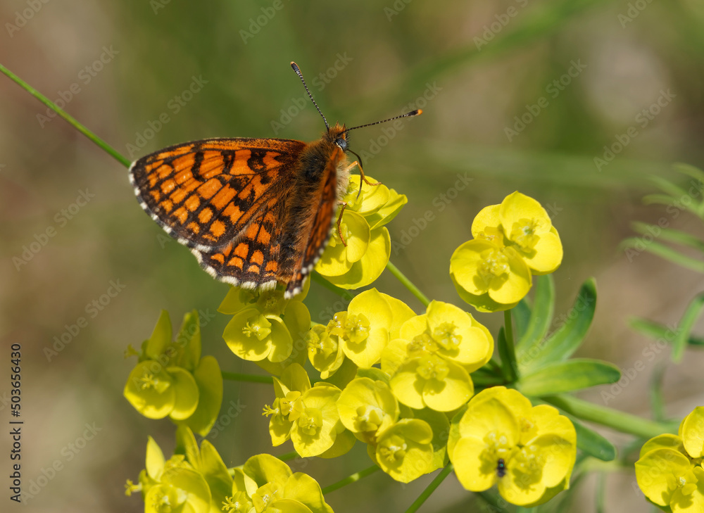Obraz premium (Mellicta athalia) Papillon Mélitée du mélampyre ou damier Athalie butinant le nectar d'une fleur d'euphorbe 