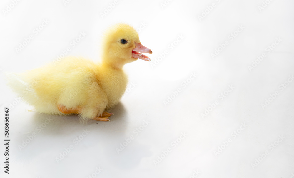 lovely yellow duck on white background isolated. lovely yellow duck on white background isolated.