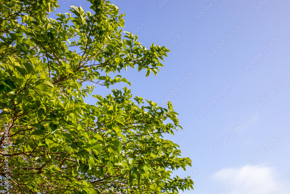 Green tree branches across the sky Green tree branches across the sky