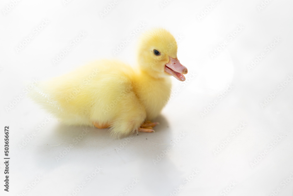 lovely yellow duck on white background isolated. lovely yellow duck on white background isolated.