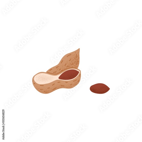 Peanuts in shell. Cracked nutshell of groundnut with fruit, kernel and whole dry goober nut in husk. Fresh crunchy food. Stylized flat vector illustration isolated on white background