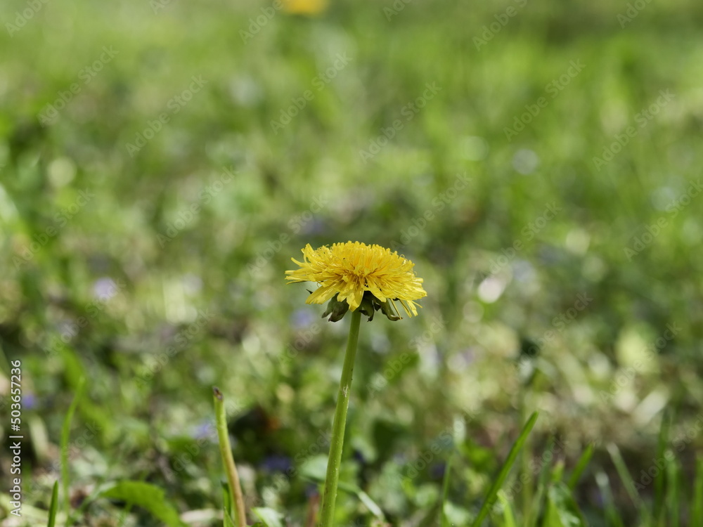 dandelion in the grass dandelion in the grass