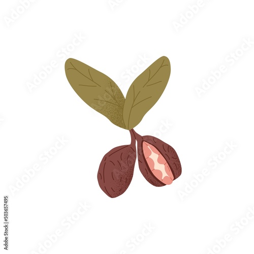 Ripe kola nut with raw fruit under shell. Tropical kernels in nutshell with leaf. Fresh healthy food growing in peel. Stylized flat vector illustration isolated on white background
