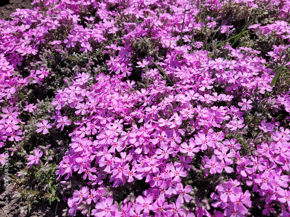 Flowers of Phlox subulata in the graden at springtime. Flowers of Phlox subulata in the graden at springtime.
