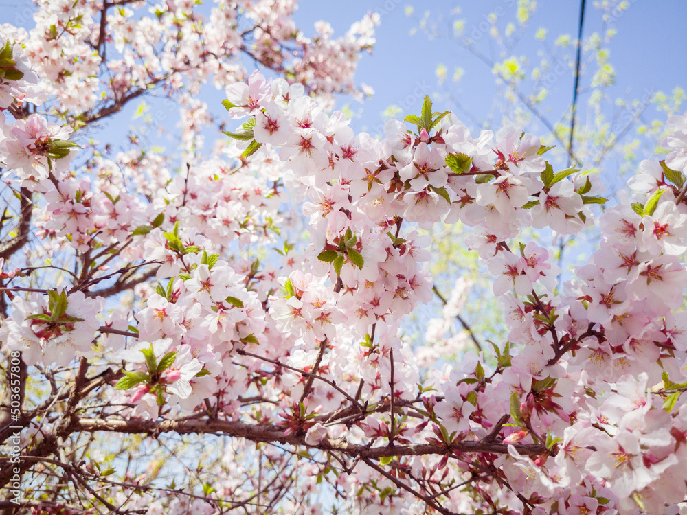 Cherry blossoms. Selective focus with shallow depth of field. Cherry blossoms. Selective focus with shallow depth of field.