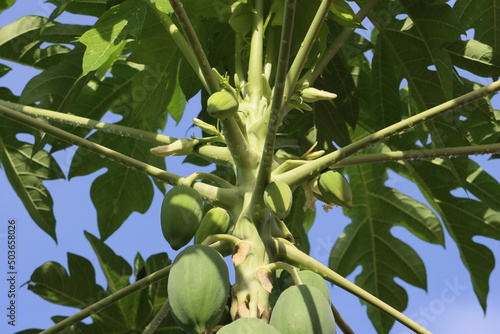 Cambodia. Papaya, or melon tree – woody plant; species of the genus Carica, family Caricaceae. Pailin province. photo