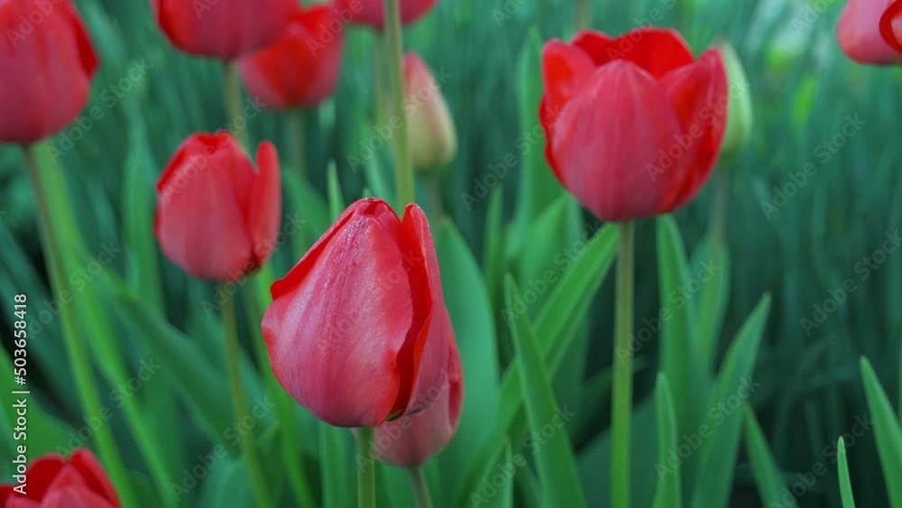 Red tulips in the garden. Beautiful spring flower tulips in garden. Red tulips in the garden. Beautiful spring flower tulips in garden.