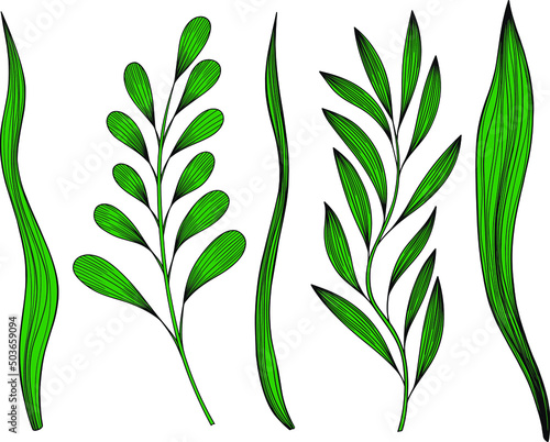 Illustration of abstract green leaf. Line vector art