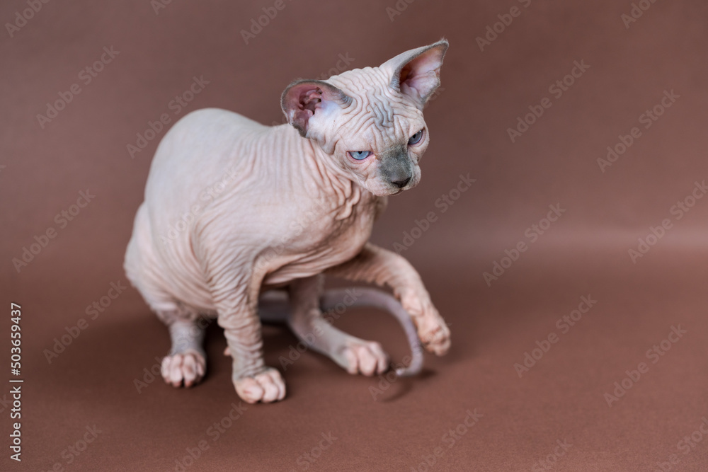 Portrait of displeased Canadian Sphynx Cat four months old of blue mink and white color with blue eyes. Beautiful hairless female cat sitting on brown background. Studio shot.