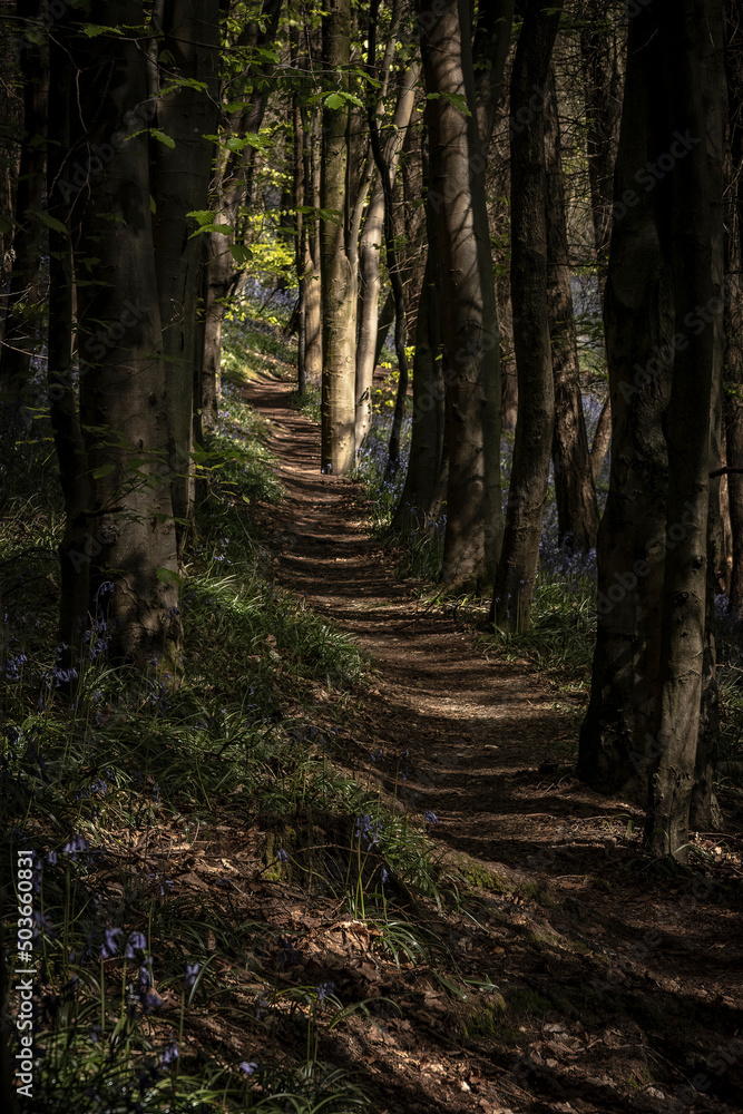 Obraz premium A tree lined dirt path through a forest