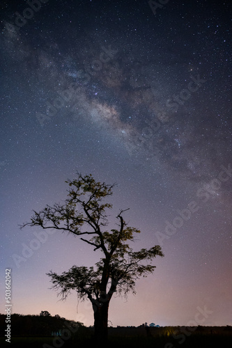 milky way with the tree 