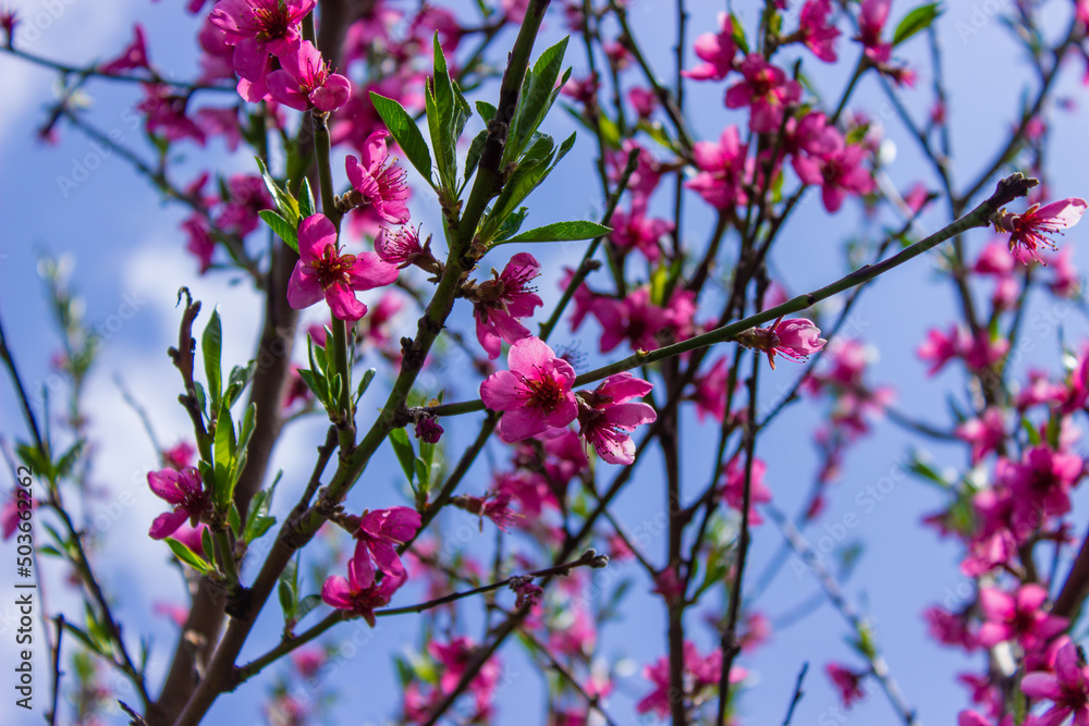 flowering tree at spring. pollination by bees.