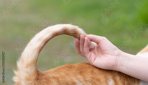 猫のしっぽを触る　茶白猫 © rai