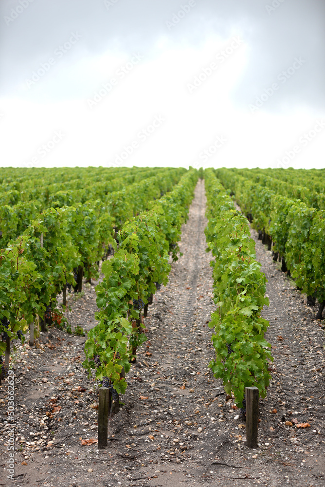 Vignes - vignoble français