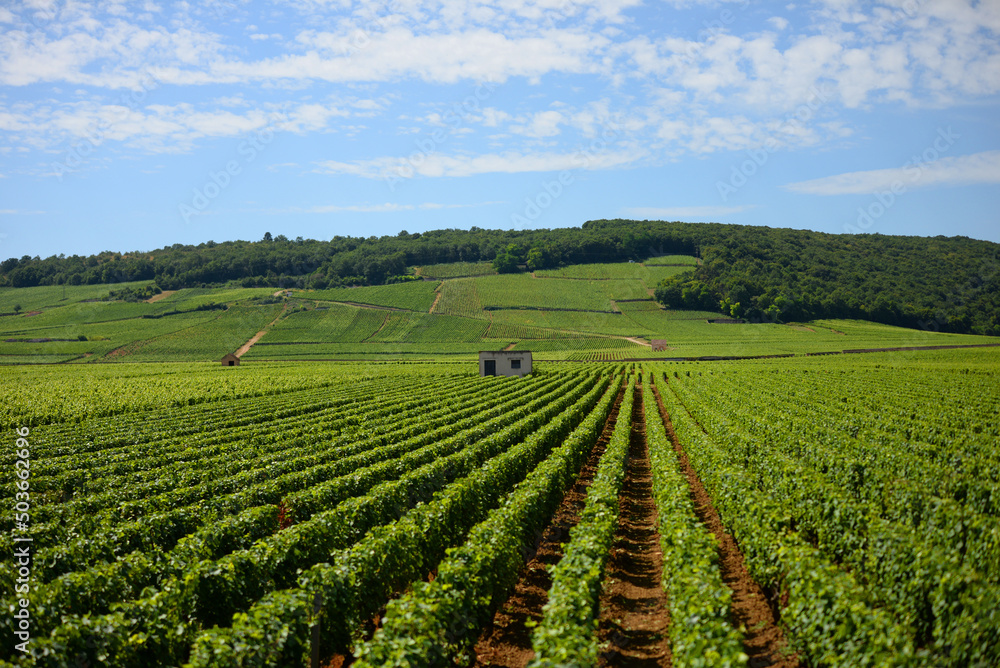 Vignes - vignoble français
