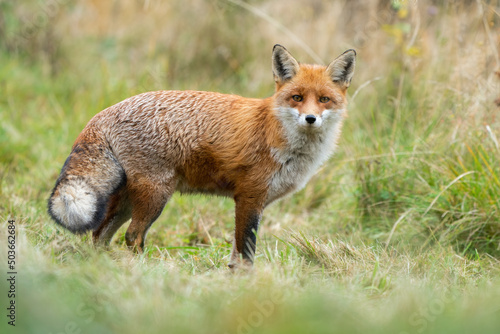 Adult red fox, vulpes vulpes, with furry tail standing on a meadow in autumn nature. Animal predator in natural environment. Alert mammal with orange fur. © WildMedia