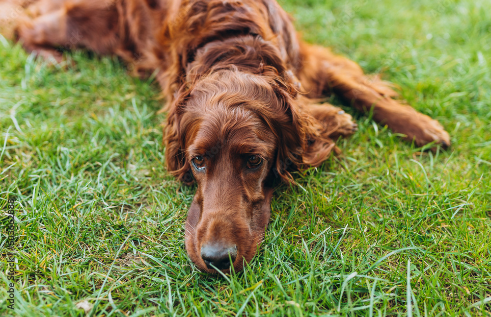 Beautiful Irish Setter dog is lying in grass and looking attentively into the photographer's camera on a beautiful spring day. Copy space