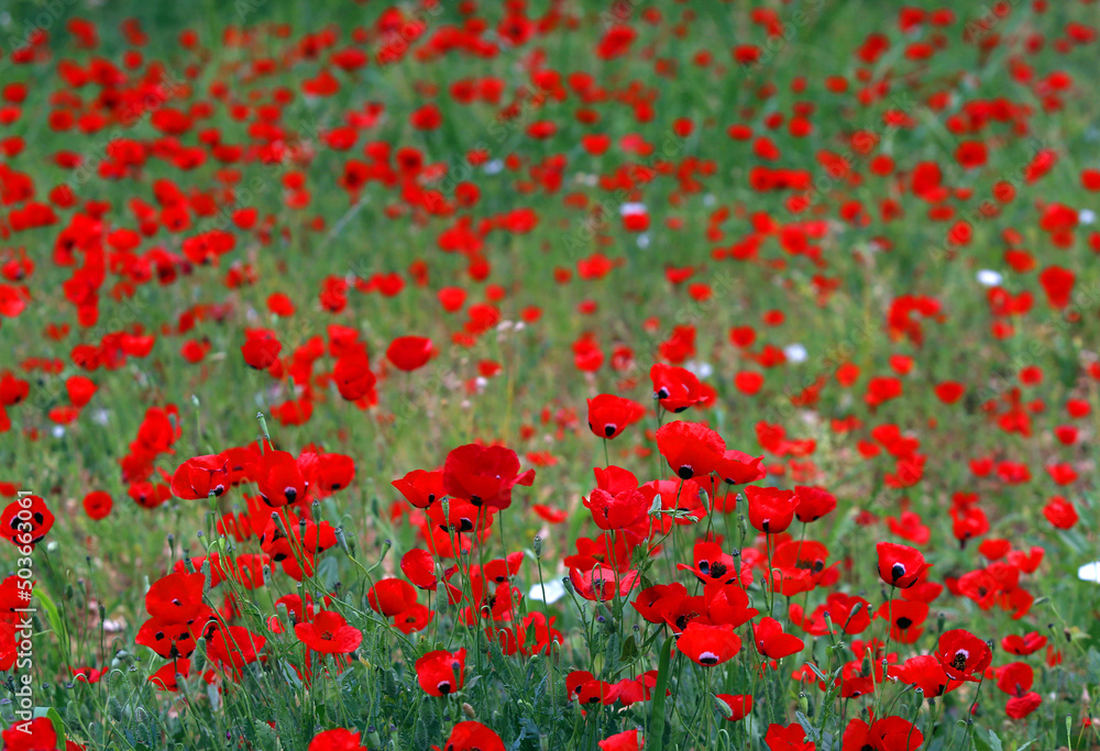 Fototapeta premium field of red poppies
