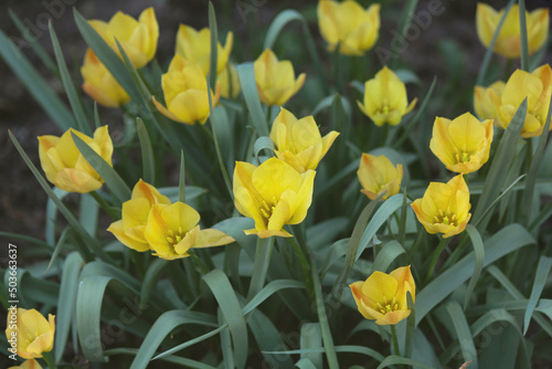 Fototapeta Naklejka Na Ścianę i Meble -  yellow tulips in the garden