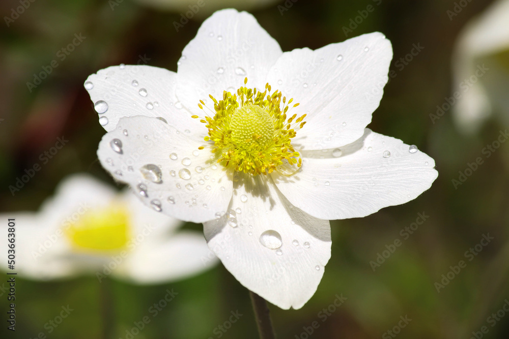 Obraz premium white flower. anemones 