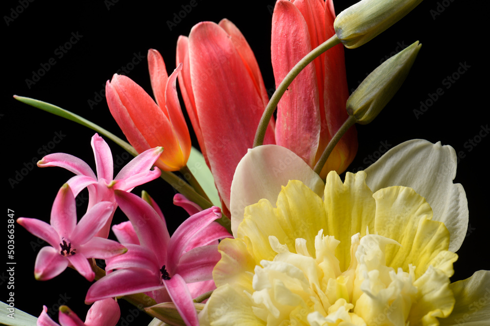 Fototapeta premium Spring flowers on a black background, bouquet, red and yellow tulips.